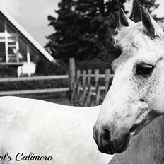 Connemara Maskenkol's Calimero