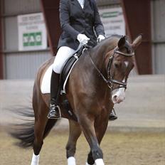 Trakehner Dalton