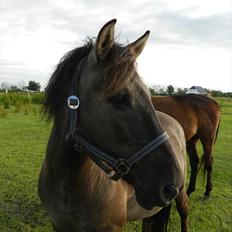 Konik Polski | Konik