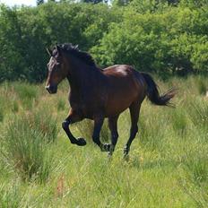 Anden særlig race Picasso