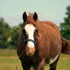 Anden særlig race Fønix R.I.P Minskat <3