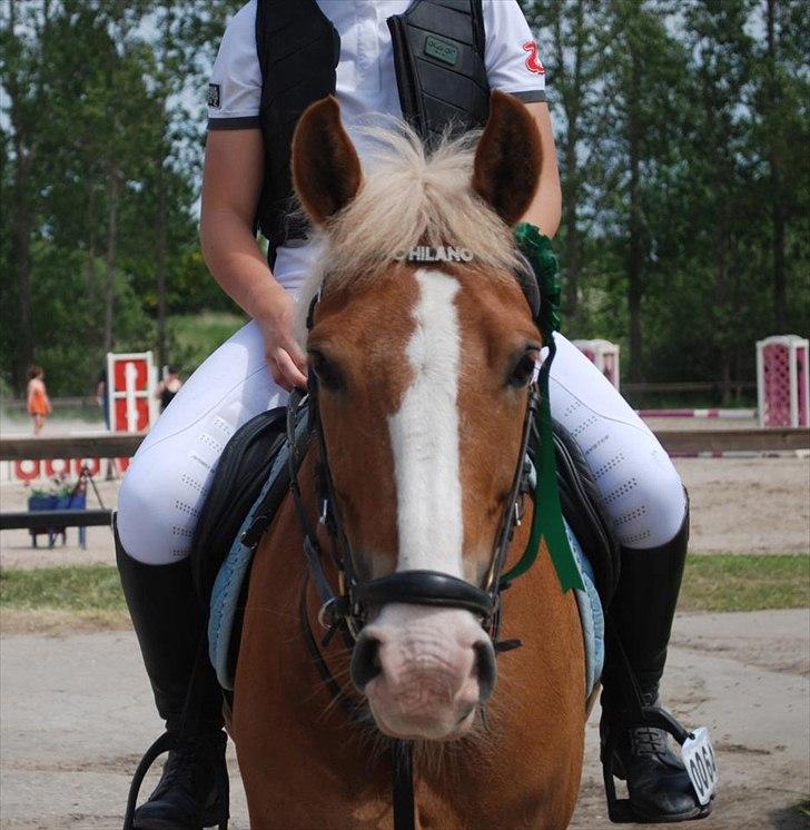DSP Tranholms Chilano - Taget af Elisabeth;) billede 16