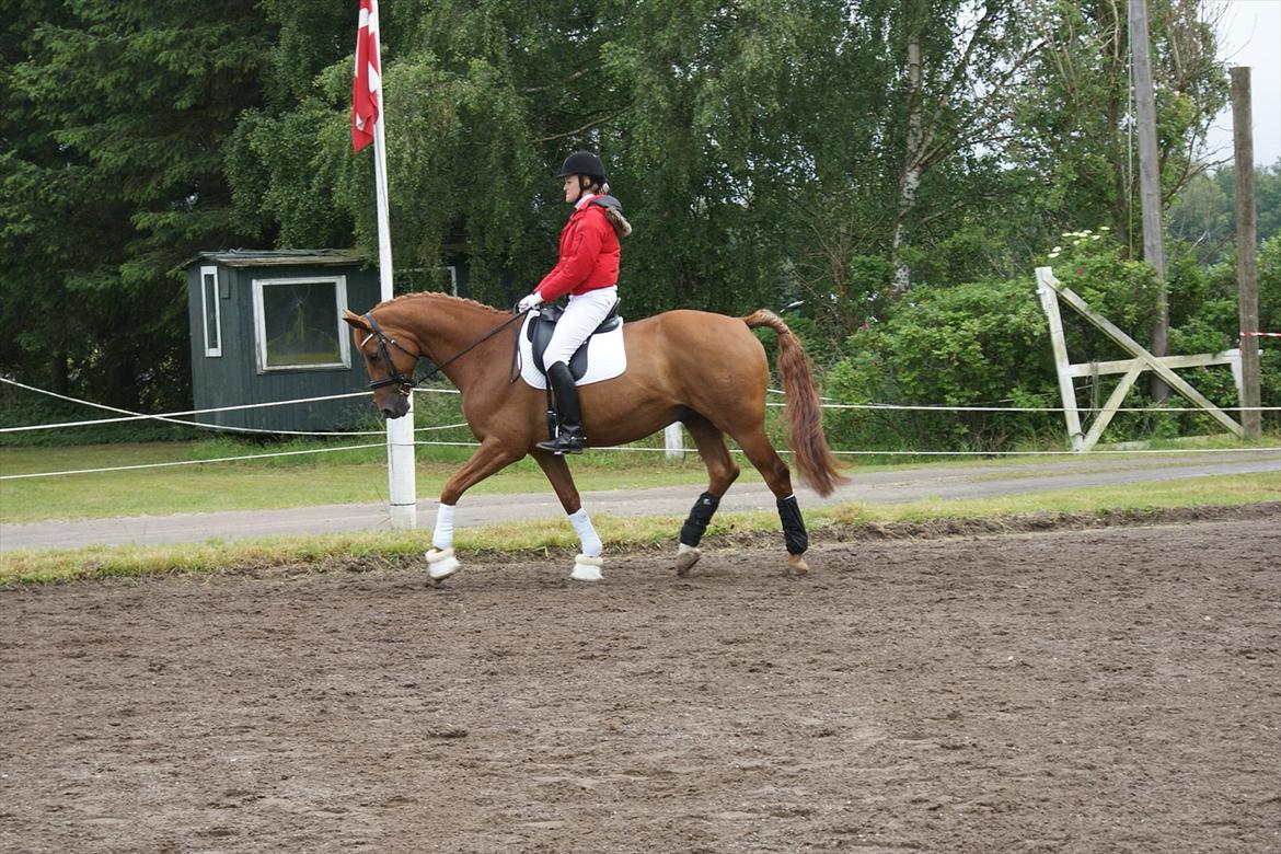 Dansk Varmblod Aaholms Fyrst billede 18