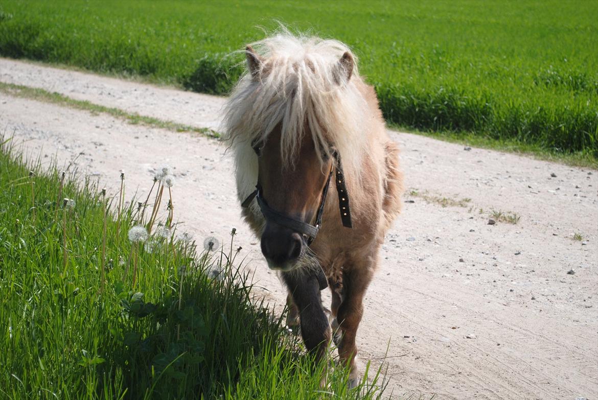 Miniature Rose billede 1