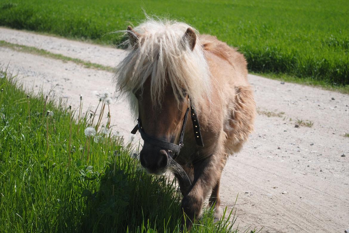 Miniature Rose billede 2