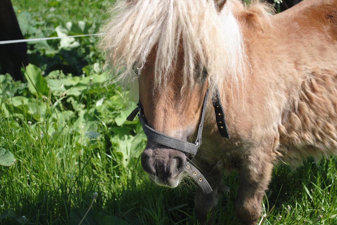 Miniature Rose billede 3