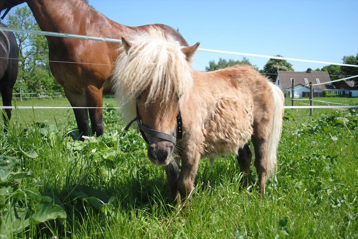 Miniature Rose billede 4
