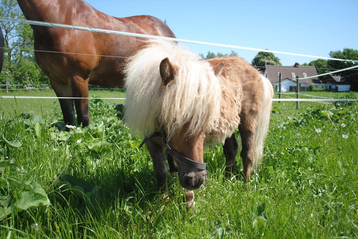 Miniature Rose billede 5