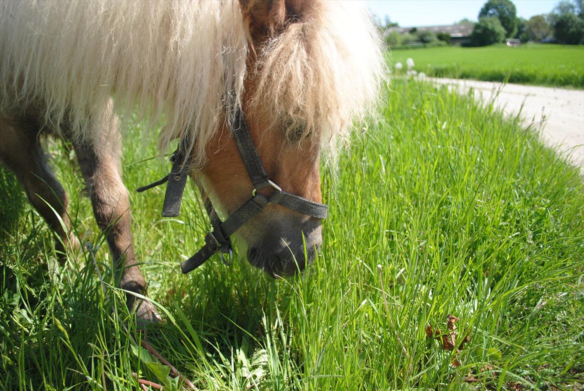 Miniature Rose billede 6