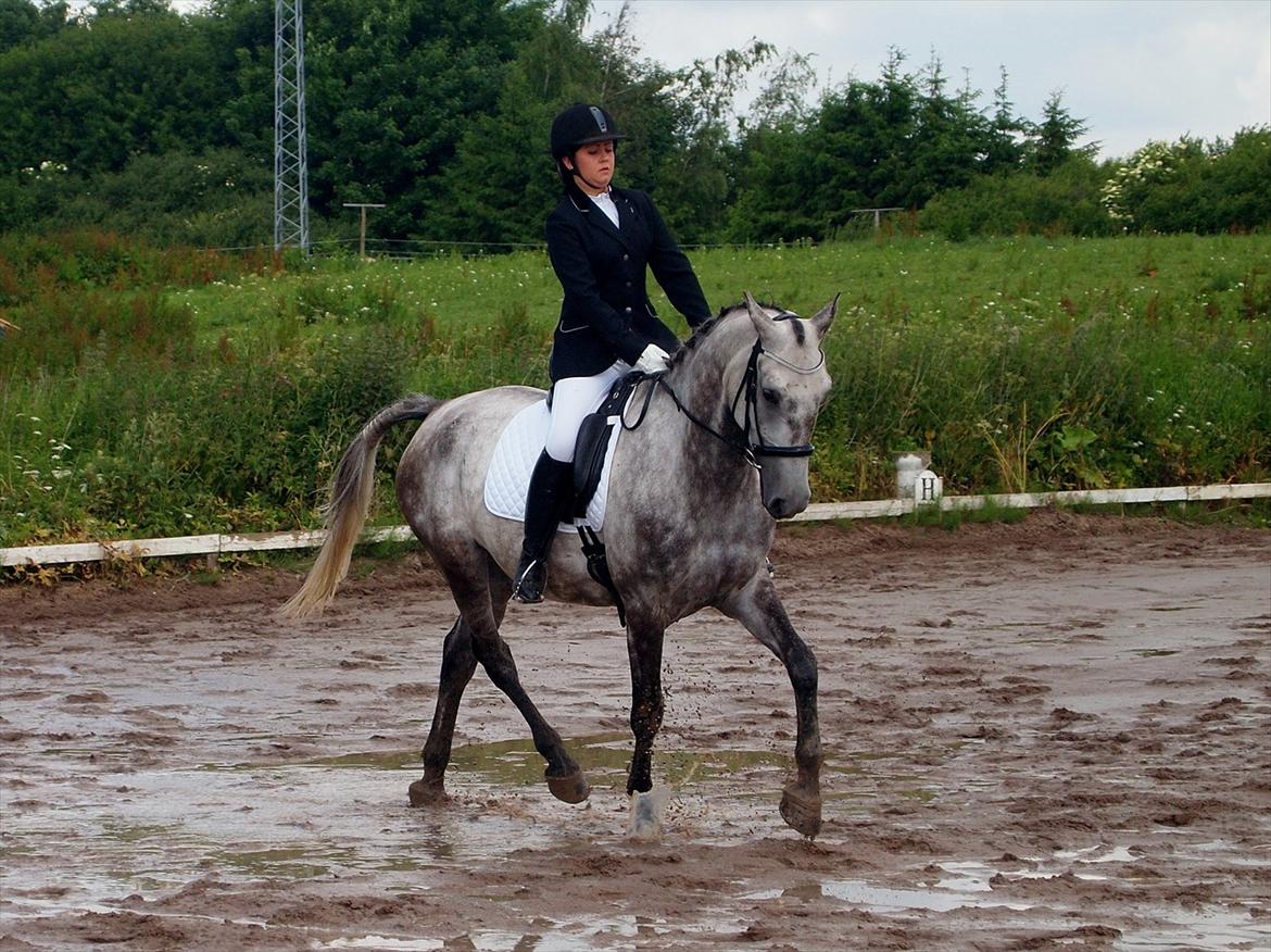 Shagya Araber (SH) Barnaby - LD1, 2. plads billede 3