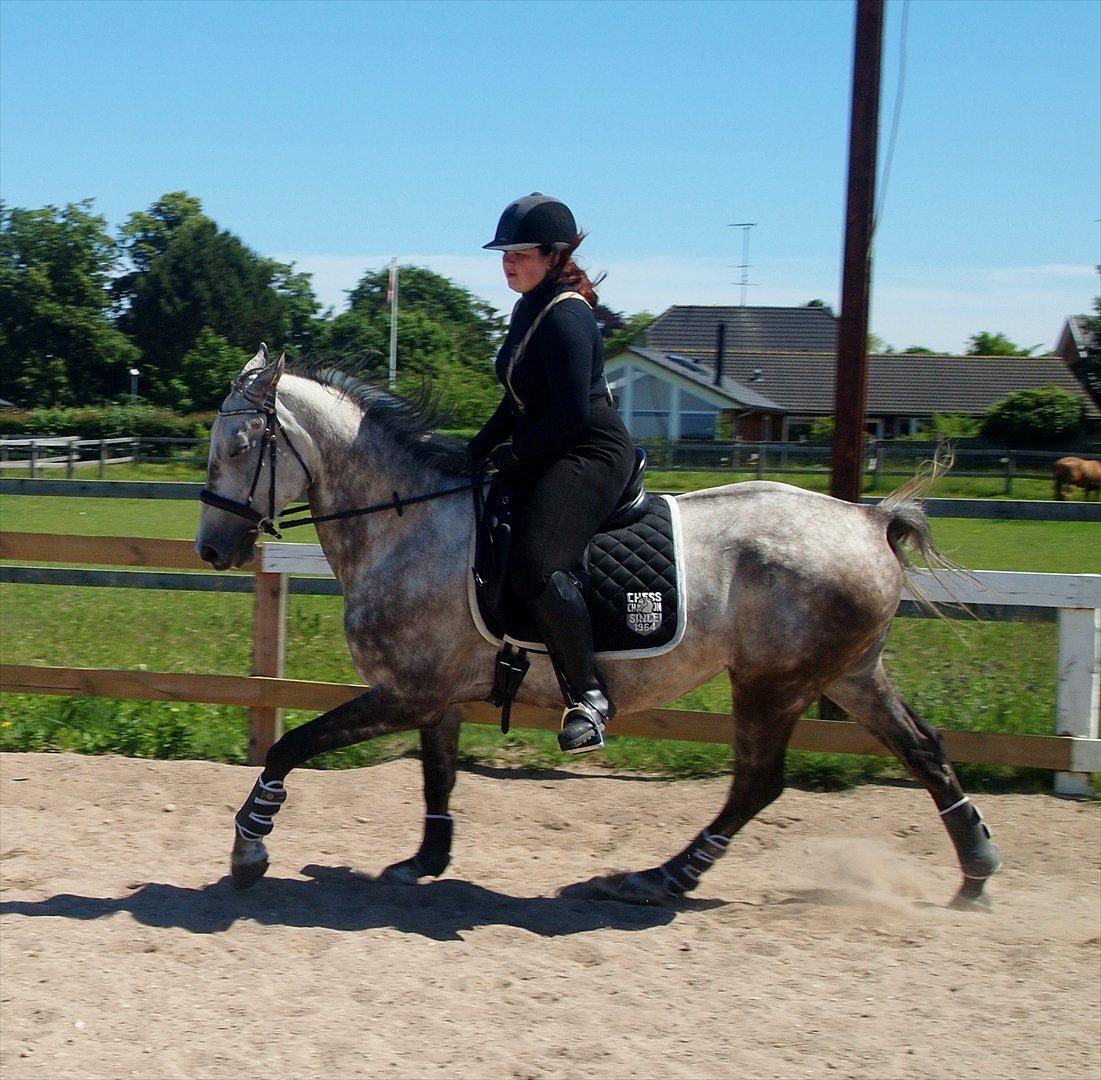 Shagya Araber (SH) Barnaby - Dressur træning, 06-12 billede 6