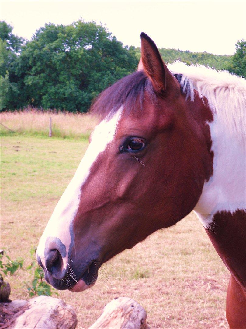 Pinto kelly <´3 billede 1