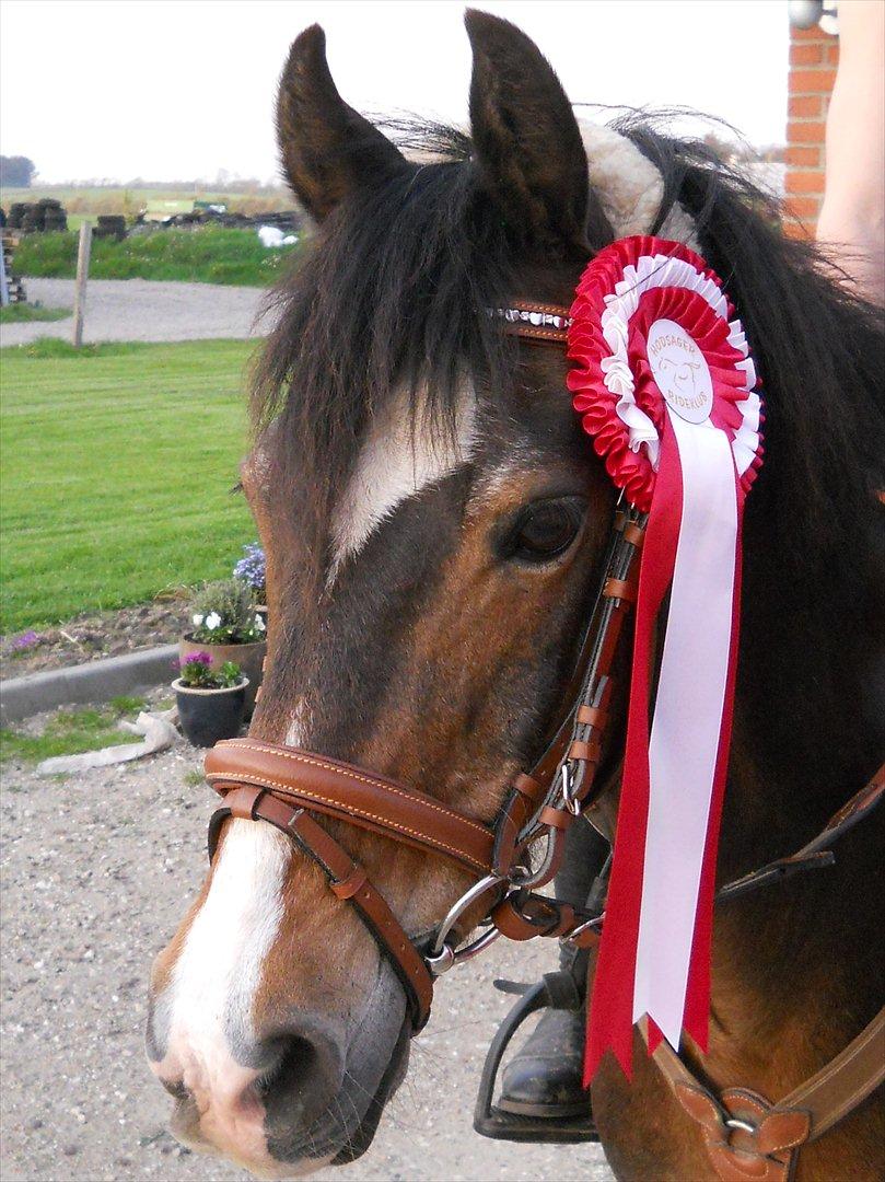 Welsh Pony af Cob-type (sec C) Basse  - efter en klasse i hodsager :-) <3
 billede 20