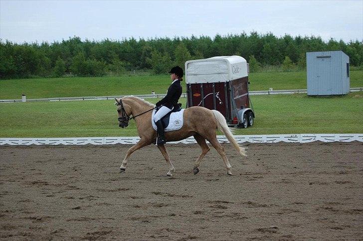 Hollandsk Sportspony Septun  A-PONY - PRI på SAO d. 24 juni 2012 billede 5