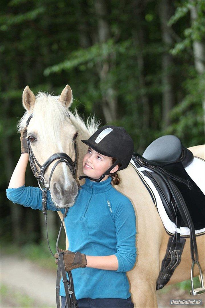 Hollandsk Sportspony Septun  A-PONY - Billedet er taget af fotografen på Ridehesten Junior billede 12