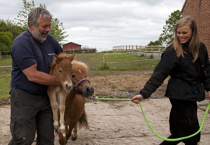 Shetlænder Trudsø's Elvis - Når man ikke selv vil gå, så må man jo bæres! Dengang vejede han små 15Kg! billede 11