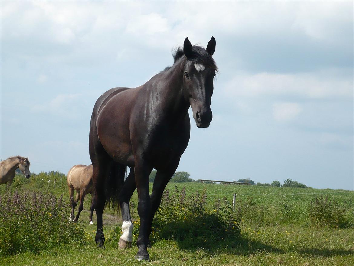 Oldenborg Hanu Halifax - på græs... billede 6