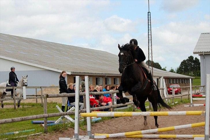 Oldenborg Hanu Halifax - Hanu springer med en springrytter. billede 11