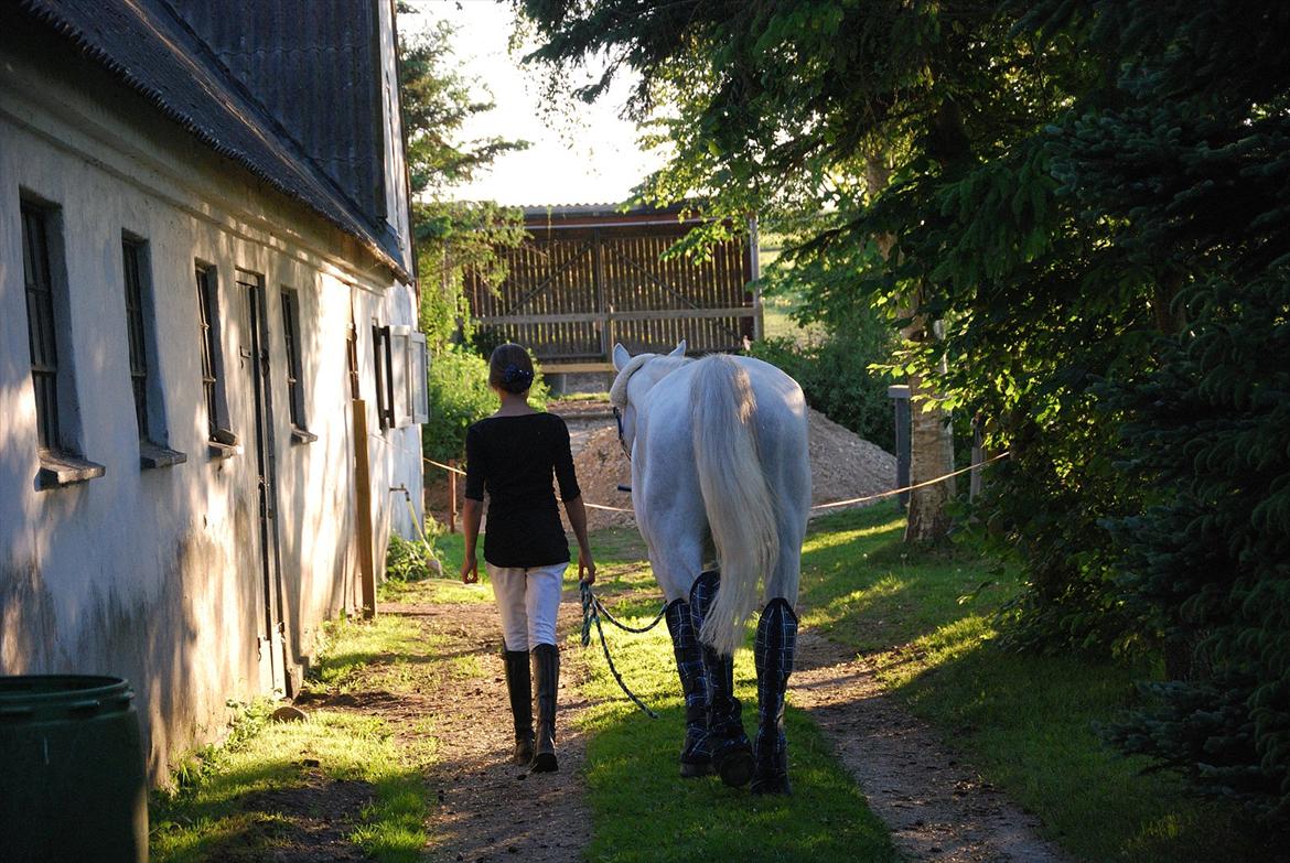 Irsk Sportspony Rahscanlon Lad  - White beauty - billede 19