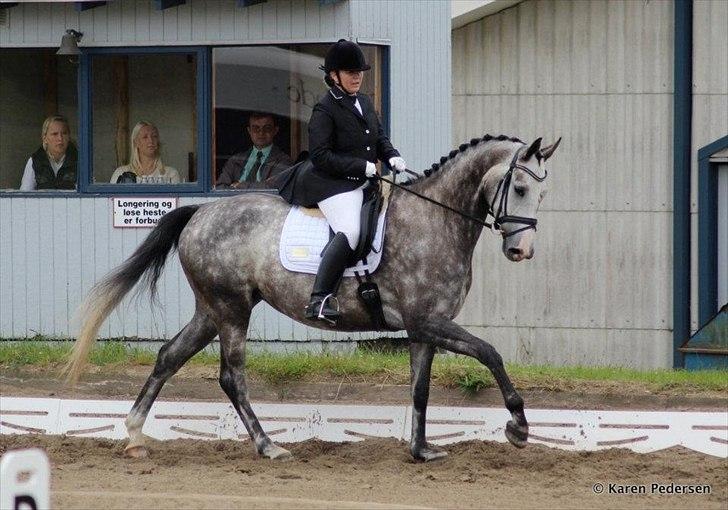 Dansk Varmblod Skovly´s Donna Deliva billede 20