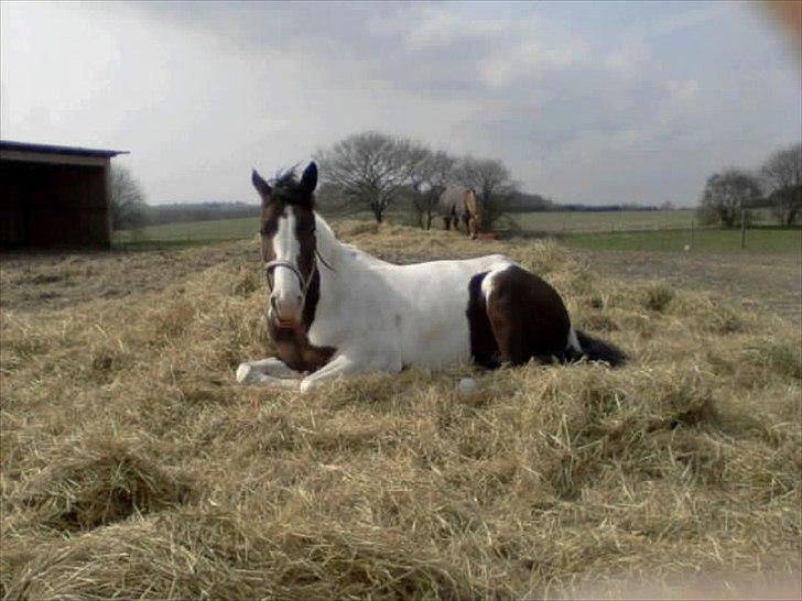 Pinto Extazy billede 3