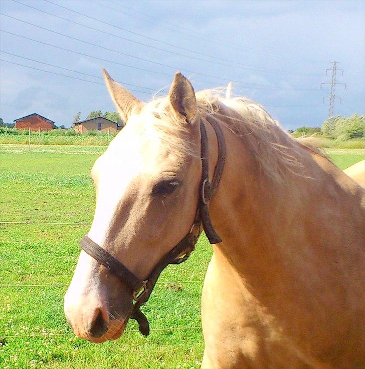 Anden særlig race Marco (HIMMELHEST)MIN BEDSTE VEN billede 1