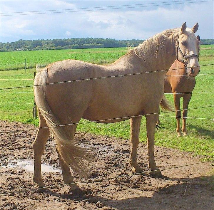 Anden særlig race Marco (HIMMELHEST)MIN BEDSTE VEN billede 2