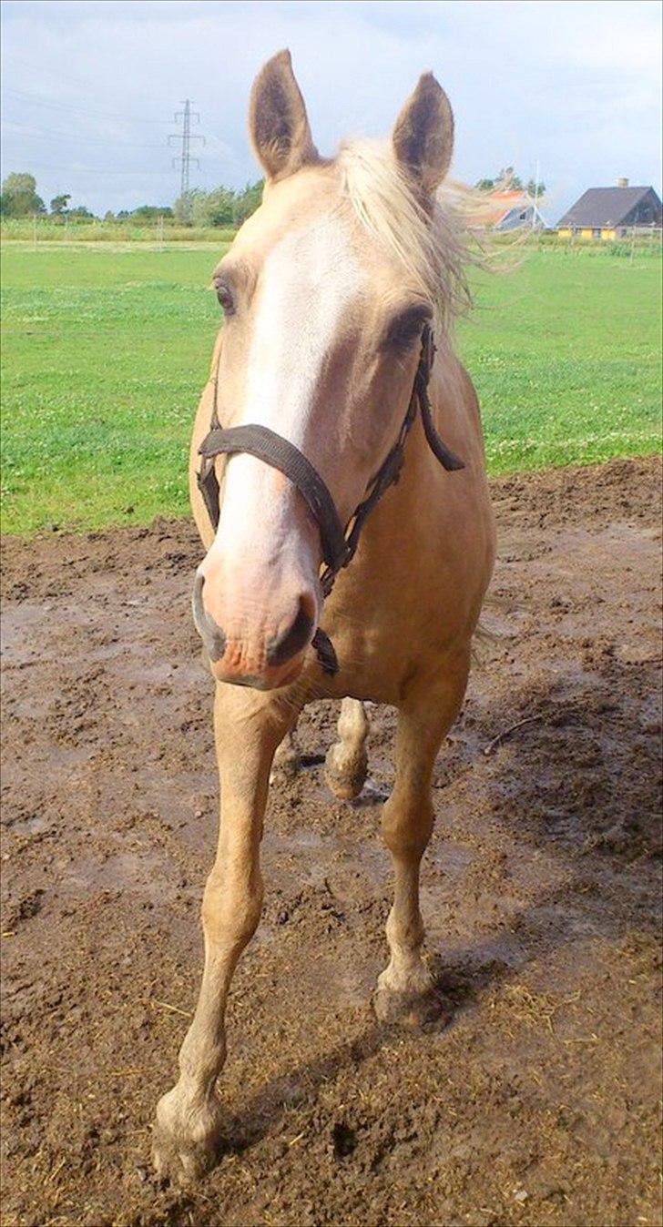 Anden særlig race Marco (HIMMELHEST)MIN BEDSTE VEN billede 3