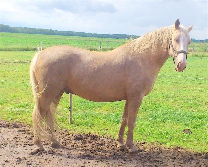 Anden særlig race Marco (HIMMELHEST)MIN BEDSTE VEN billede 5