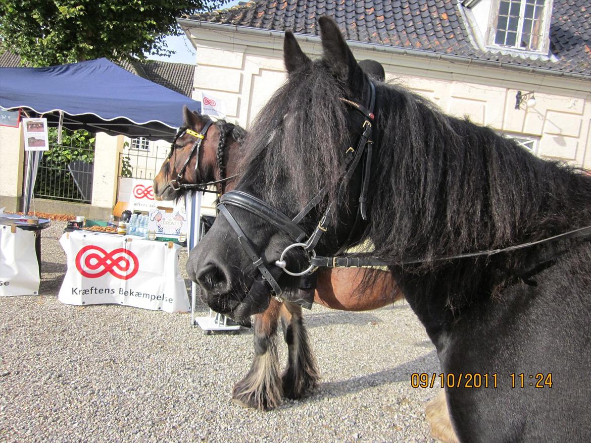 Irish Cob Lillevangs Darling billede 1