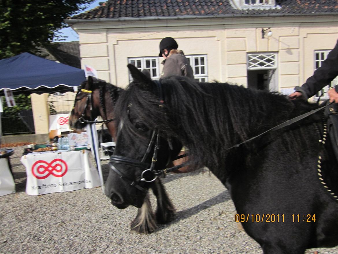 Irish Cob Lillevangs Darling billede 2