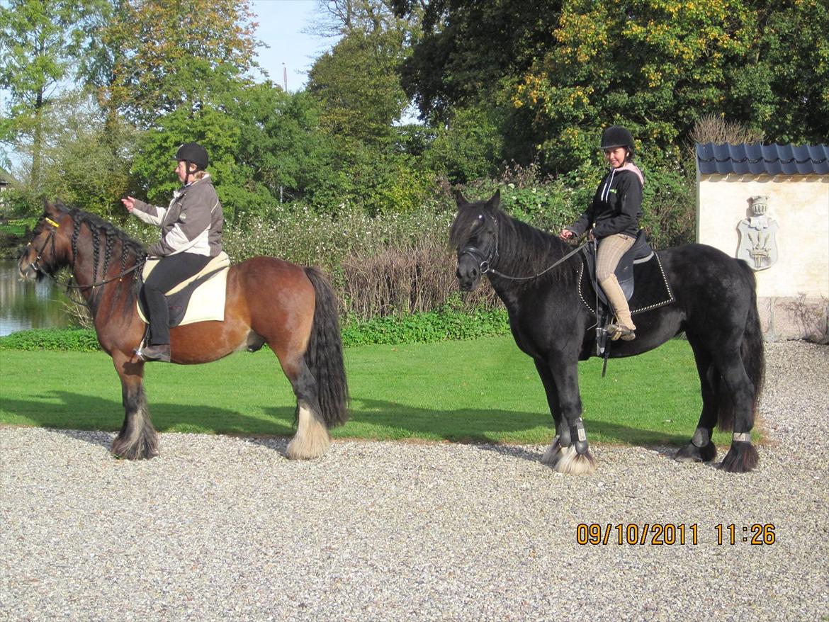 Irish Cob Lillevangs Darling billede 3