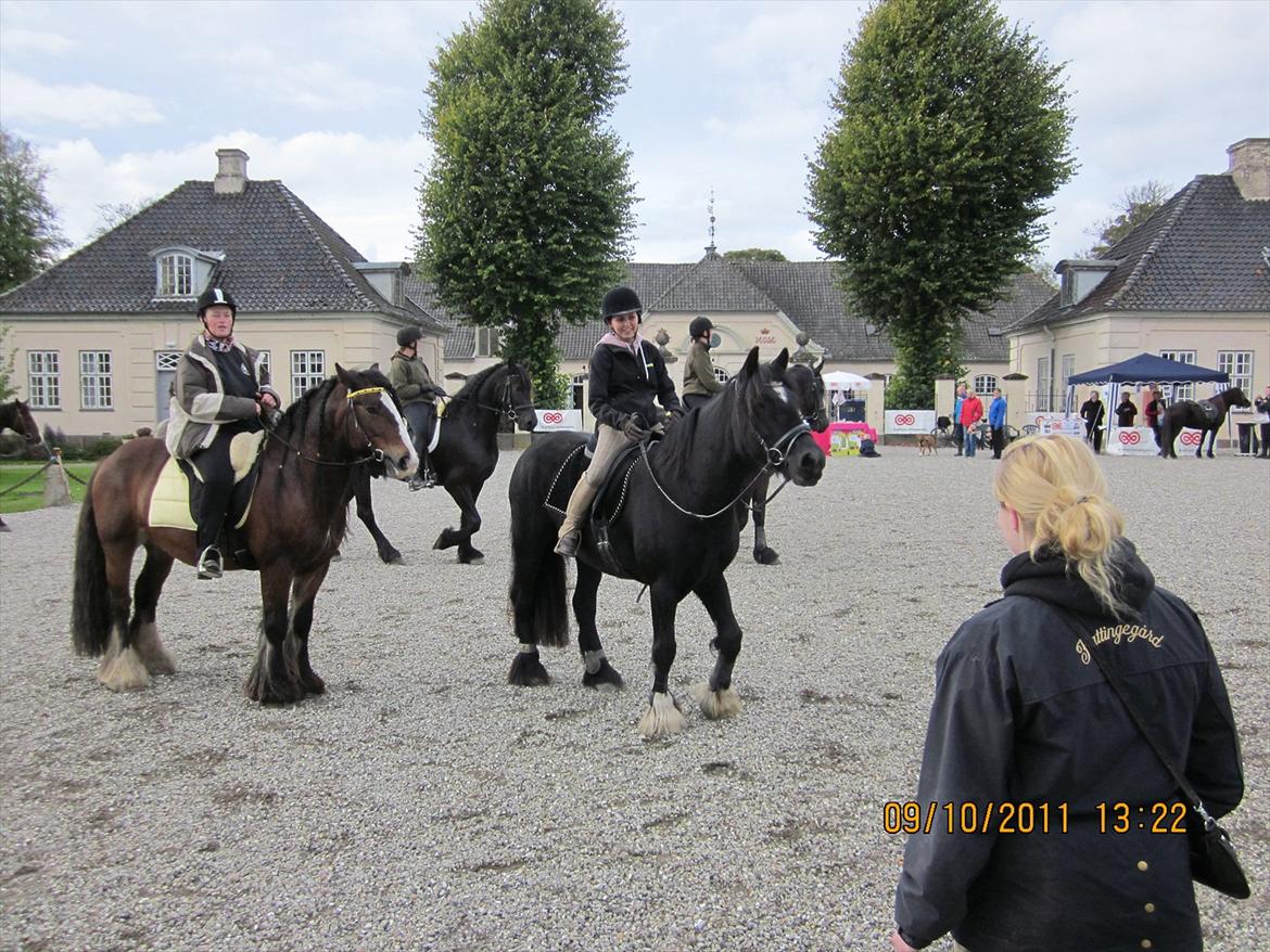 Irish Cob Lillevangs Darling billede 4