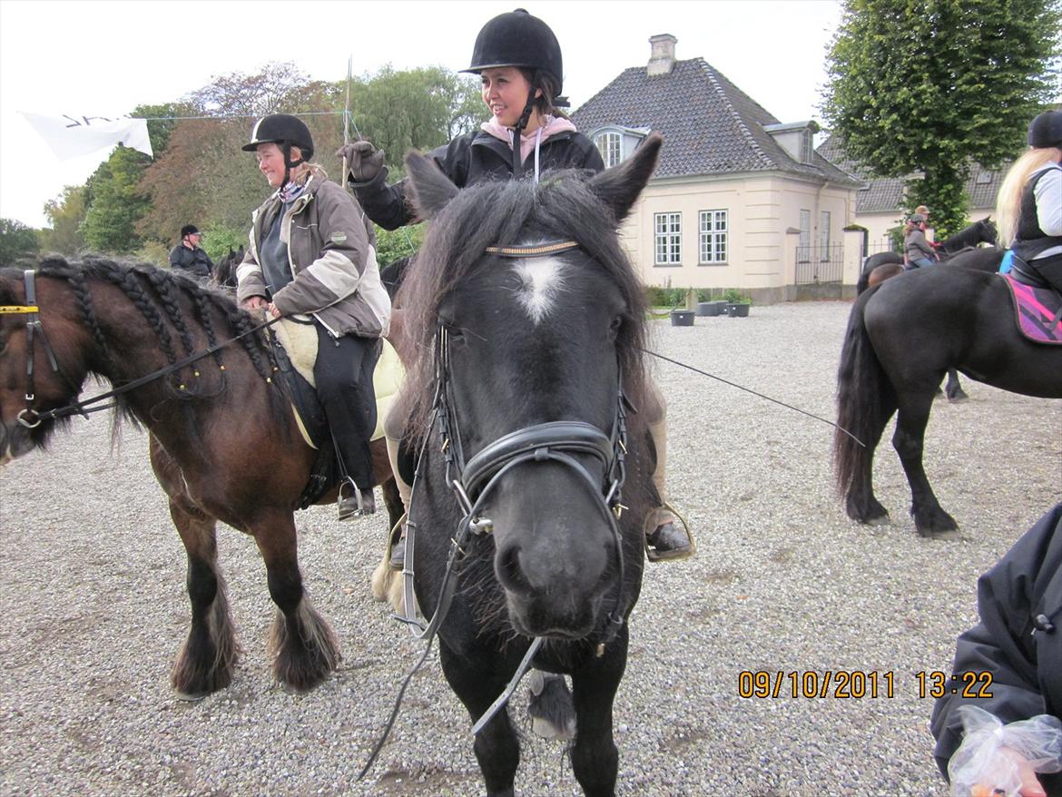 Irish Cob Lillevangs Darling billede 5