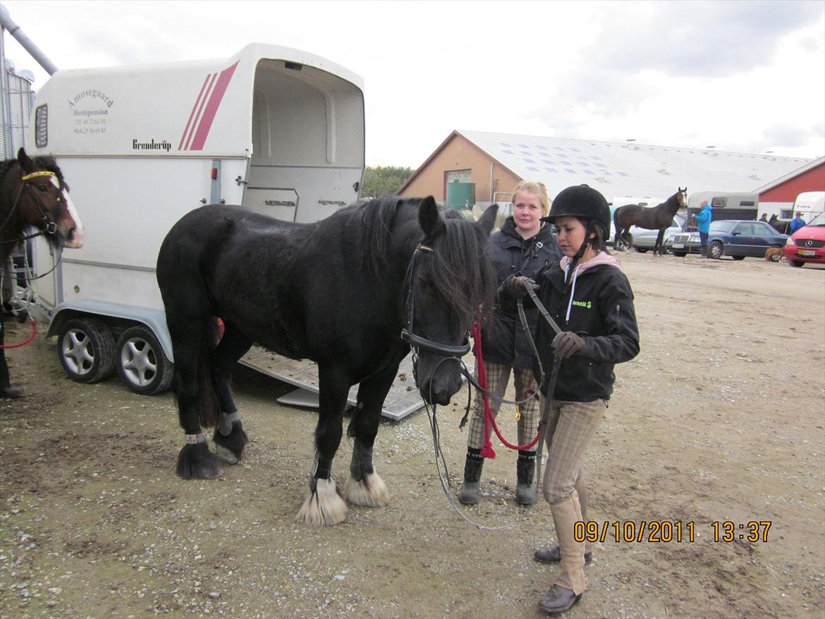 Irish Cob Lillevangs Darling billede 6
