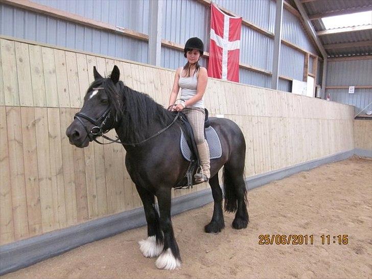 Irish Cob Lillevangs Darling billede 7
