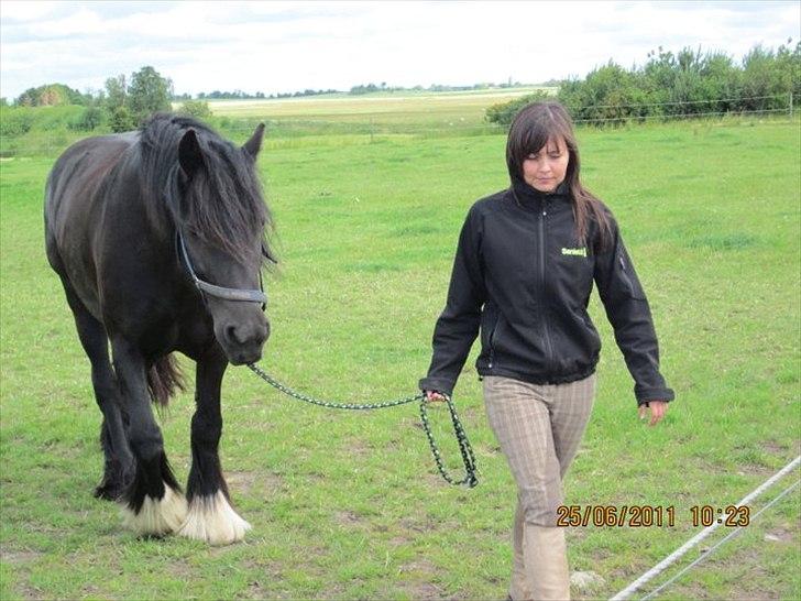 Irish Cob Lillevangs Darling billede 8