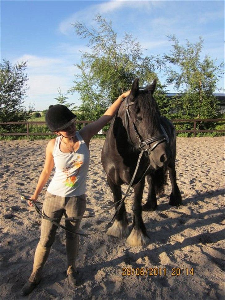 Irish Cob Lillevangs Darling billede 9