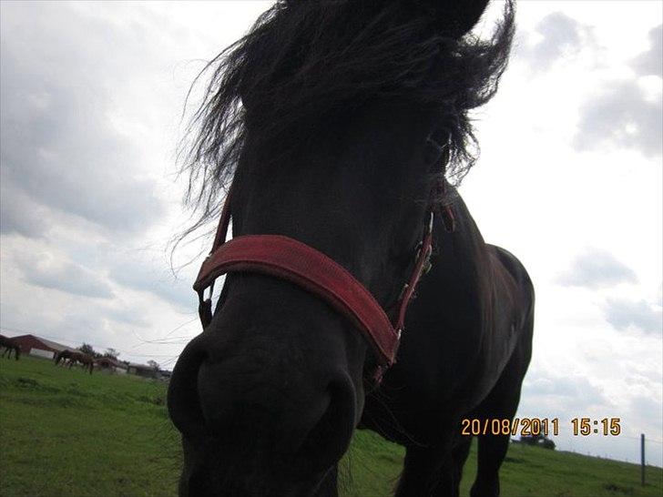 Irish Cob Lillevangs Darling billede 10