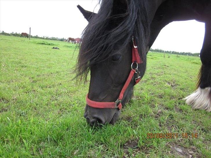 Irish Cob Lillevangs Darling billede 11