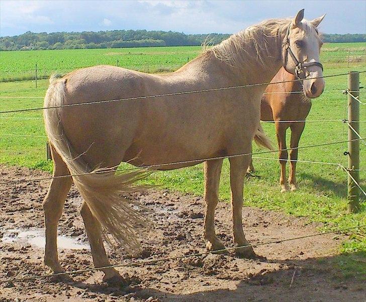 Anden særlig race Marco (HIMMELHEST)MIN BEDSTE VEN billede 6