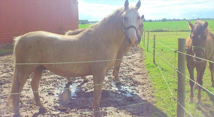 Anden særlig race Marco (HIMMELHEST)MIN BEDSTE VEN billede 7