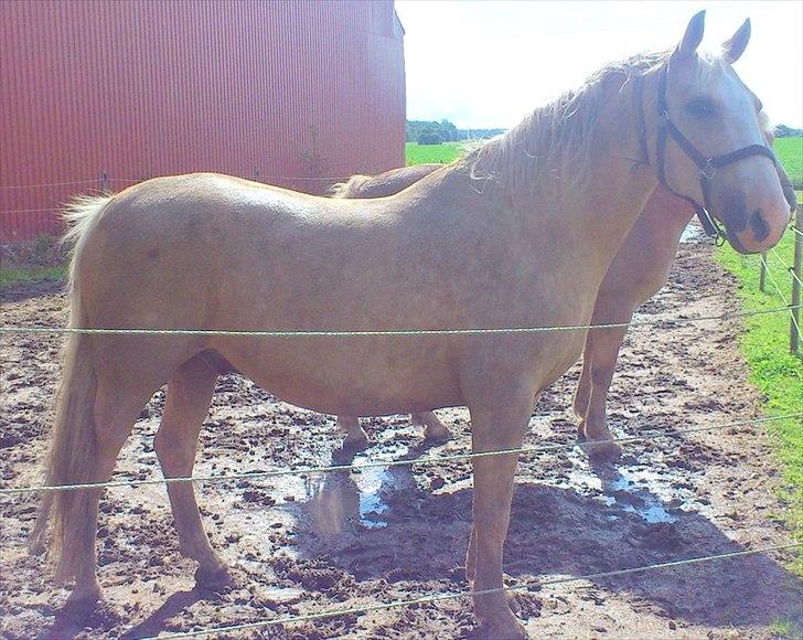 Anden særlig race Marco (HIMMELHEST)MIN BEDSTE VEN billede 8