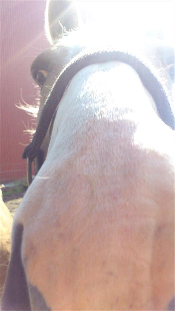 Anden særlig race Marco (HIMMELHEST)MIN BEDSTE VEN billede 9