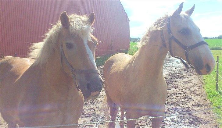 Anden særlig race Marco (HIMMELHEST)MIN BEDSTE VEN billede 11