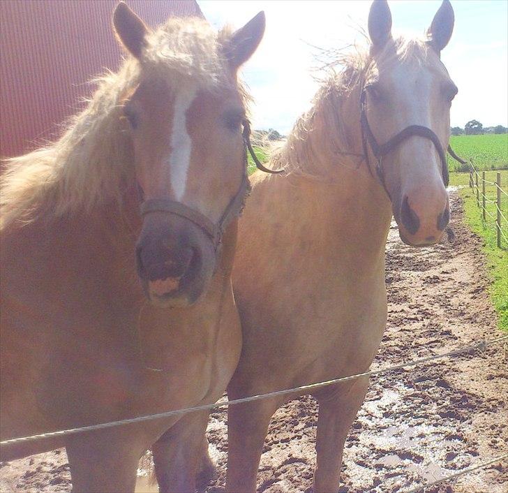 Anden særlig race Marco (HIMMELHEST)MIN BEDSTE VEN billede 12