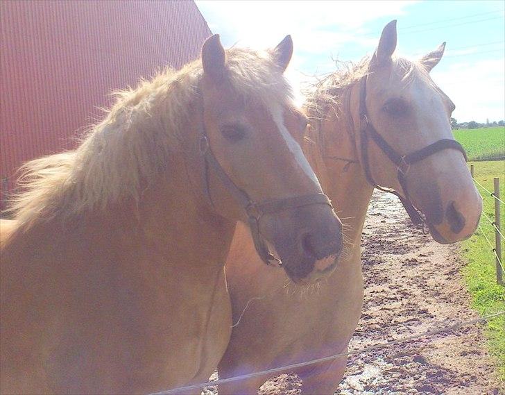 Anden særlig race Marco (HIMMELHEST)MIN BEDSTE VEN billede 13