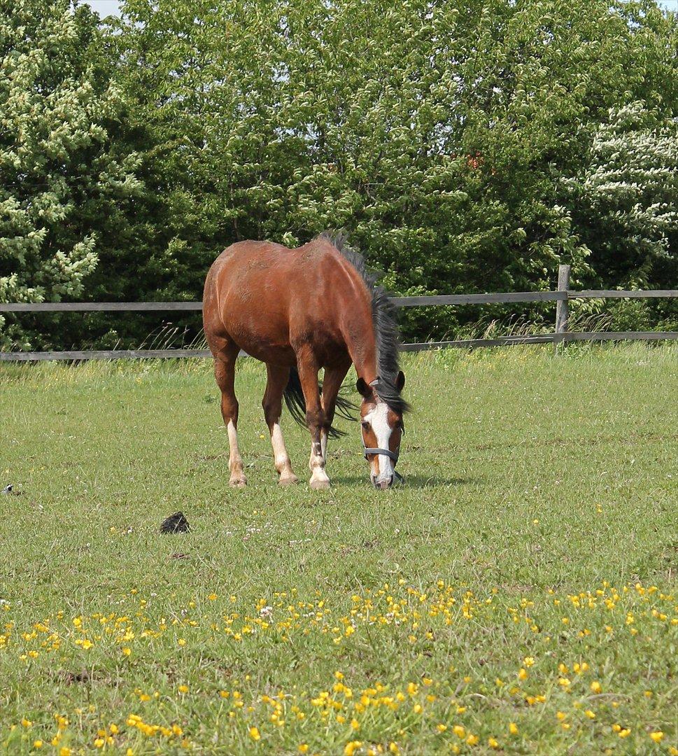 Anden særlig race Fair Play [ELEVPONY] - Fair Play hygger sig i sommervejret! 23.06.12 billede 18