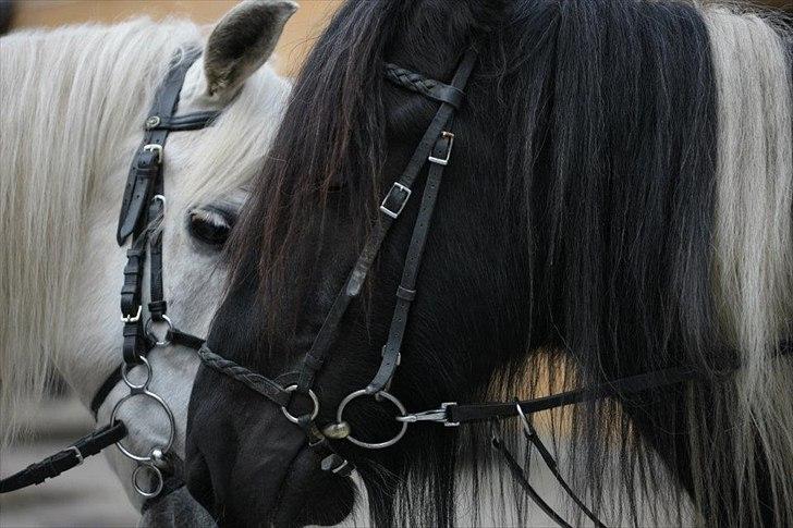 Irish Cob Sir charles - Charles meget gode ven polle:) billede 14