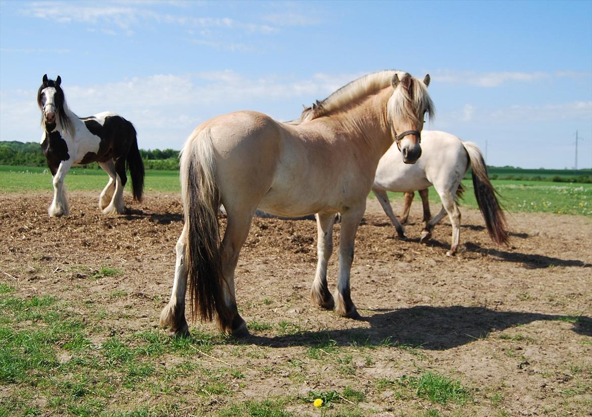 Fjordhest Rubins Hektor - Sommeren 2012.. billede 3